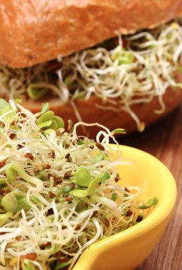 Doğal vitamin ve mineral kaynağı olarak taze besleyici turp filizleri. Sağlıklı beslenme