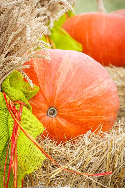 Säsongsskörd Dekorationer Gjorda Färsk Pumpa Och Öron Råg Eller Vete — Stockfoto