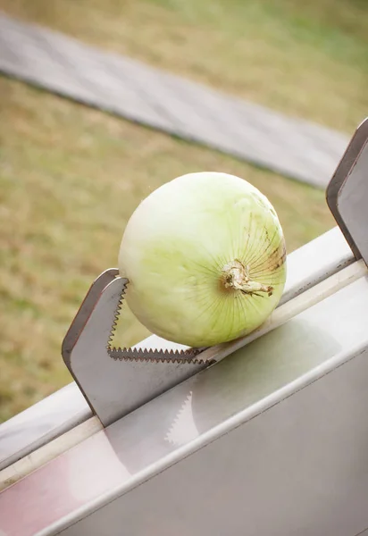 Fresh Onions Agricultural Machine Seasonal Vegetables Harvest Healthy Vegetables — Stock Photo, Image