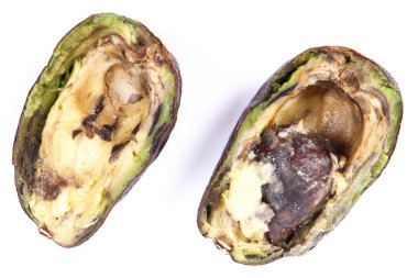 Beyaz arka planda küf ve sağlıksız yemekler olan buruşuk avokado.