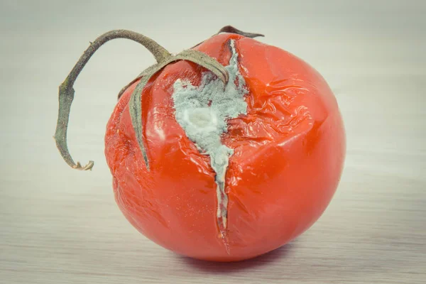 Tomate Ridée Gâtée Avec Moisissure Concept Légume Malsain Dégoûtant — Photo