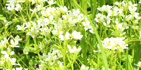 Yeşil çimenlerin arasında yetişen güzel kır çiçekleri