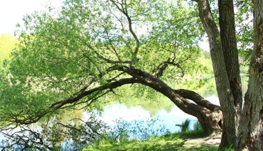 Nehir kenarında büyüyen güzel bir ağaç. Dallar suya doğru eğilir. Güneşli bir gün.