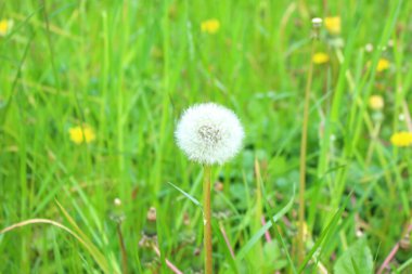 Çayırda, rüzgarda sallanan yeşil çimlerin arasında sallanan beyaz başlı karahindiba, yakın görüş. Doğada çiçek açan karahindiba yeşil çimlerden yetişir. Doğa arkaplanı.