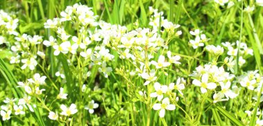 Yeşil çimenlerin arasında yetişen güzel kır çiçekleri