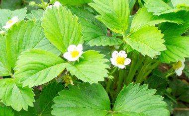 Çilek bitkisi. Çilek tomurcuklanması. Yaban mersini çalıları. Bahçede yetişen çilekler.