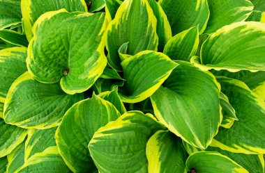 Bahçedeki güneş ışığı altında yeşil yaprağı kapat. Kopyalama alanı olan doğal arkaplan.