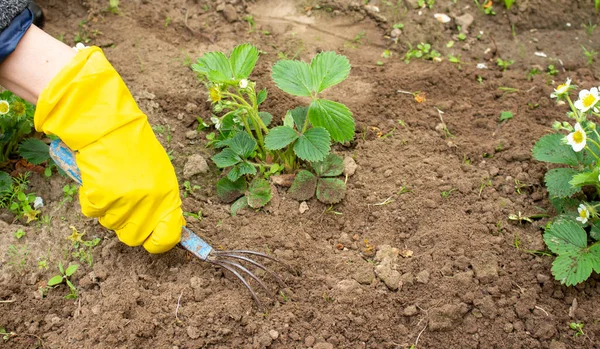 Hand Woman Weeding Garden Bed — Stock Photo, Image