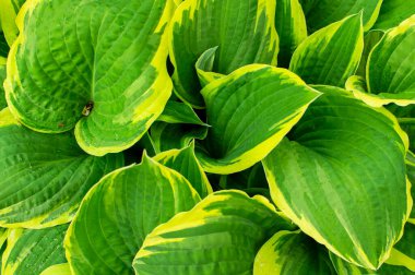 Bahçedeki güneş ışığı altında yeşil yaprağı kapat. Doğal arkaplan.