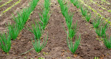 Genç soğan çalıları olan bir yatak. Organik temiz ürünler.
