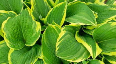 Bahçedeki güneş ışığı altında yeşil yaprağı kapat. Doğal arkaplan.