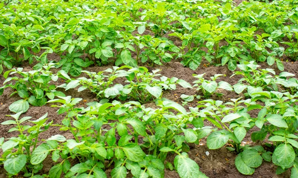 Field Green Potato Bushes Organic Farm Products Royalty Free Stock Photos