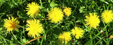 güzel sarı karahindibalar çimlerin arasında yetişiyor.