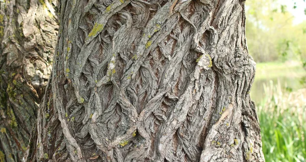 Casca de textura de árvore. Textura da casca de madeira. Parte de uma árvore à luz do dia. A factura para os designers. Árvore e sua estrutura casca textura — Fotografia de Stock