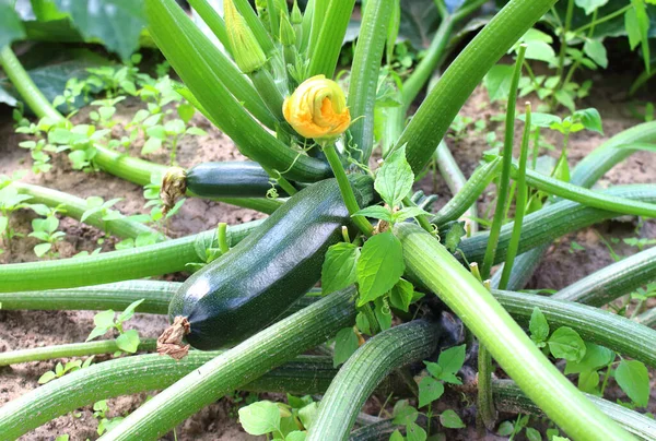 Jeune Courge Pousse Sur Lit Ferme — Photo