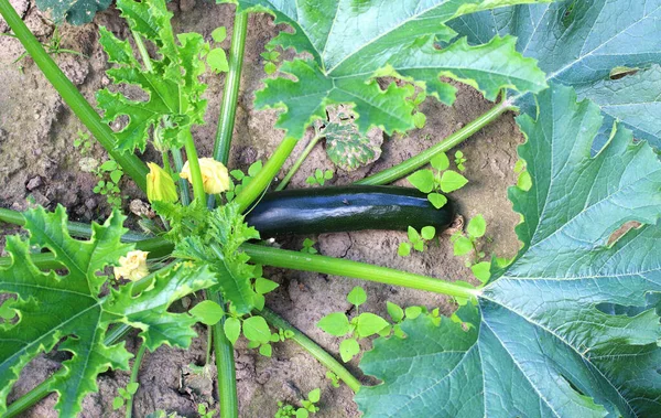 Joven Calabaza Crece Cama Granja —  Fotos de Stock