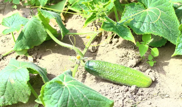 Komkommers Een Tuin Het Dorp Scourge Van Groene Rijpe Komkommers — Stockfoto