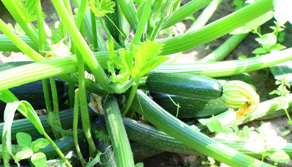 Young Squash Grows Farm Bed — Stock Photo, Image