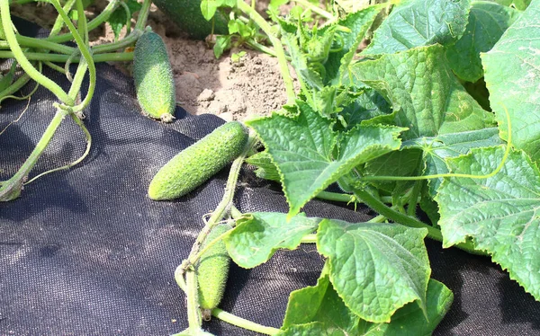 Los Pepinos Jardín Aldea Azote Pepinos Maduros Verdes Rejilla — Foto de Stock