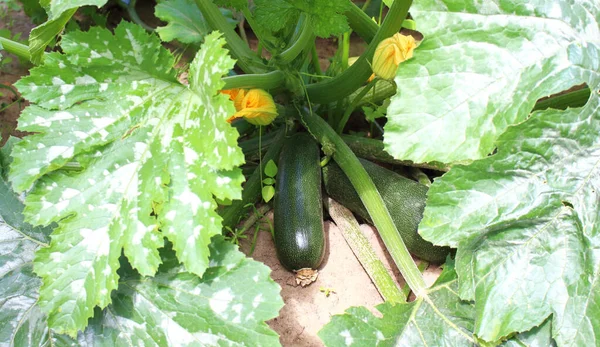 Young Squash Grows Farm Bed — Stock Photo, Image