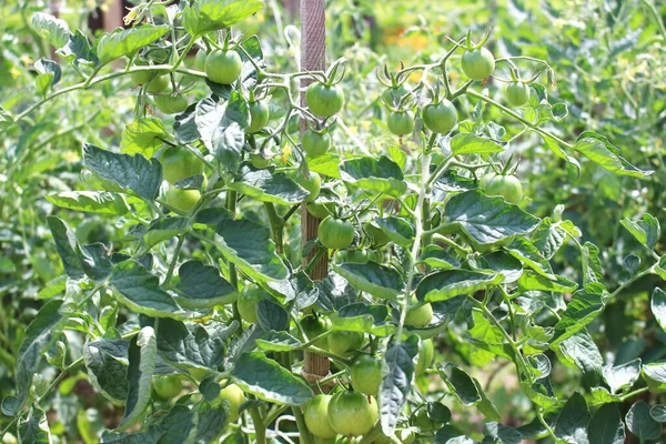 Une Petite Tomate Verte Attaquée Par Les Ravageurs Les Maladies — Photo