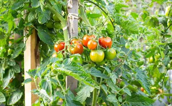 Tomates Jugosos Frescos Madurando Una Cama Jardín — Foto de Stock