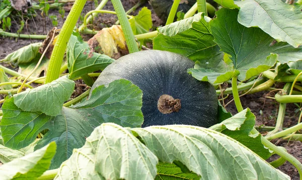 Grande Citrouille Poussant Sur Lit Dans Jardin Récolte Légumes Biologiques — Photo