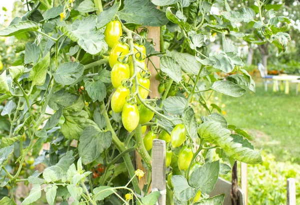 Tomates Jugosos Frescos Madurando Una Cama Jardín — Foto de Stock