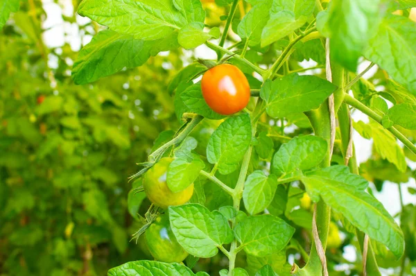 Pomodori Freschi Succosi Che Maturano Letto Giardino — Foto Stock