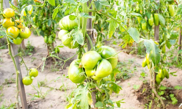 Tomates Fraîches Juteuses Mûrissant Dans Lit Jardin — Photo