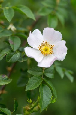 Bulanık bir arkaplanda gül çiçeği. Gün ışığında narin bahar çiçekleri. Mesaj için yer var. Kırılganlık ve zarafet