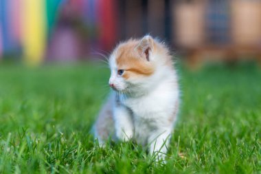Renkli bir arka bahçede, bulanık bir arka planda kızıl, küçük bir kedi yavrusu. Yeşil çimlerin üzerinde komik evcil hayvanlar