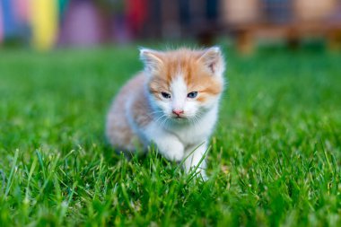 Renkli bir arka bahçede, bulanık bir arka planda kızıl, küçük bir kedi yavrusu. Yeşil çimlerin üzerinde komik evcil hayvanlar