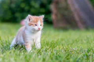 Renkli bir arka bahçede, bulanık bir arka planda kızıl, küçük bir kedi yavrusu. Yeşil çimlerin üzerinde komik evcil hayvanlar