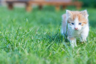 Renkli bir arka bahçede, bulanık bir arka planda kızıl, küçük bir kedi yavrusu. Yeşil çimlerin üzerinde komik evcil hayvanlar