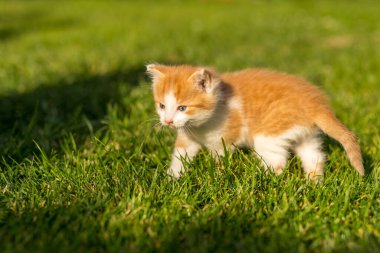 Renkli bir arka bahçede, bulanık bir arka planda kızıl, küçük bir kedi yavrusu. Yeşil çimlerin üzerinde komik evcil hayvanlar