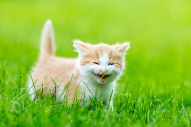 Renkli bir arka bahçede, bulanık bir arka planda kızıl, küçük bir kedi yavrusu. Yeşil çimlerin üzerinde komik evcil hayvanlar