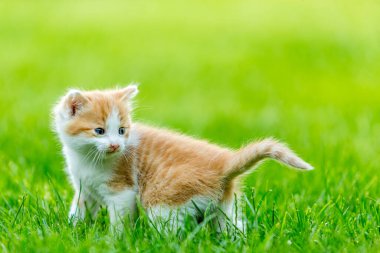 Renkli bir arka bahçede, bulanık bir arka planda kızıl, küçük bir kedi yavrusu. Yeşil çimlerin üzerinde komik evcil hayvanlar