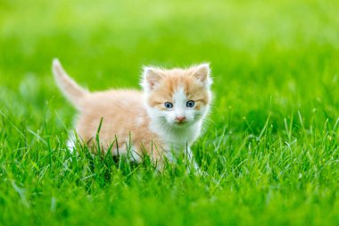 Renkli bir arka bahçede, bulanık bir arka planda kızıl, küçük bir kedi yavrusu. Yeşil çimlerin üzerinde komik evcil hayvanlar