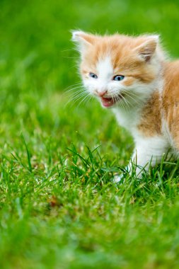 Renkli bir arka bahçede, bulanık bir arka planda kızıl, küçük bir kedi yavrusu. Yeşil çimlerin üzerinde komik evcil hayvanlar