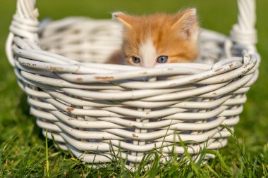 Yeşil çimlerin üzerinde ince dallardan yapılmış güzel beyaz bir sepetin içinde kızıl küçük kedi portresi. Renkli arka bahçedeki komik evcil hayvanlar.