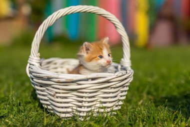 Yeşil çimlerin üzerinde ince dallardan yapılmış güzel beyaz bir sepetin içinde kızıl küçük kedi portresi. Renkli arka bahçedeki komik evcil hayvanlar.