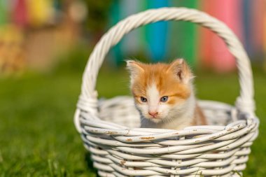 Yeşil çimlerin üzerinde ince dallardan yapılmış güzel beyaz bir sepetin içinde kızıl küçük kedi portresi. Renkli arka bahçedeki komik evcil hayvanlar.