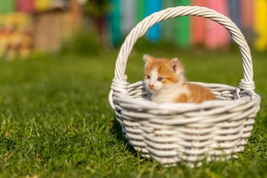Yeşil çimlerin üzerinde ince dallardan yapılmış güzel beyaz bir sepetin içinde kızıl küçük kedi portresi. Renkli arka bahçedeki komik evcil hayvanlar.