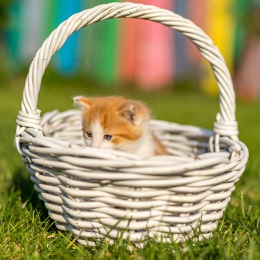 Yeşil çimlerin üzerinde ince dallardan yapılmış güzel beyaz bir sepetin içinde kızıl küçük kedi portresi. Renkli arka bahçedeki komik evcil hayvanlar.