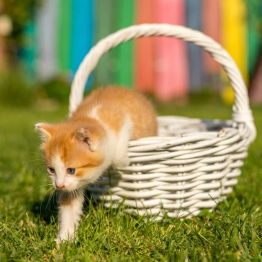 Yeşil çimlerin üzerinde ince dallardan yapılmış güzel beyaz bir sepetin içinde kızıl küçük kedi portresi. Renkli arka bahçedeki komik evcil hayvanlar.