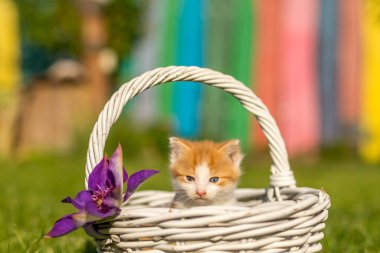 Yeşil çimlerin üzerinde ince dallardan yapılmış güzel beyaz bir sepetin içinde kızıl küçük kedi portresi. Renkli arka bahçedeki komik evcil hayvanlar.