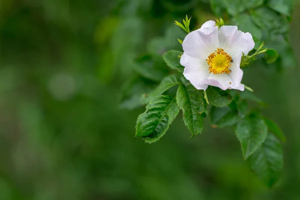 Kwiaty Dzikiej Róży Rozmytym Tle Delikatne Wiosenne Kwiaty Słońcu Miejsce — Zdjęcie stockowe