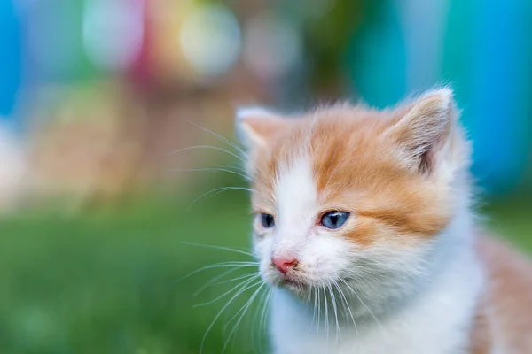 Ginger Mały Kotek Zbliżenie Rozmytym Tle Kolorowym Ogródku Śmieszne Zwierzęta — Zdjęcie stockowe