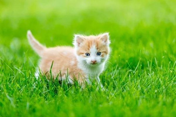 Renkli bir arka bahçede, bulanık bir arka planda kızıl, küçük bir kedi yavrusu. Yeşil çimlerin üzerinde komik evcil hayvanlar